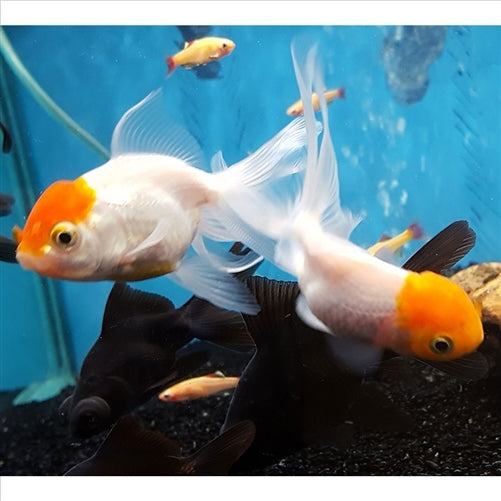 Small sales oranda goldfish