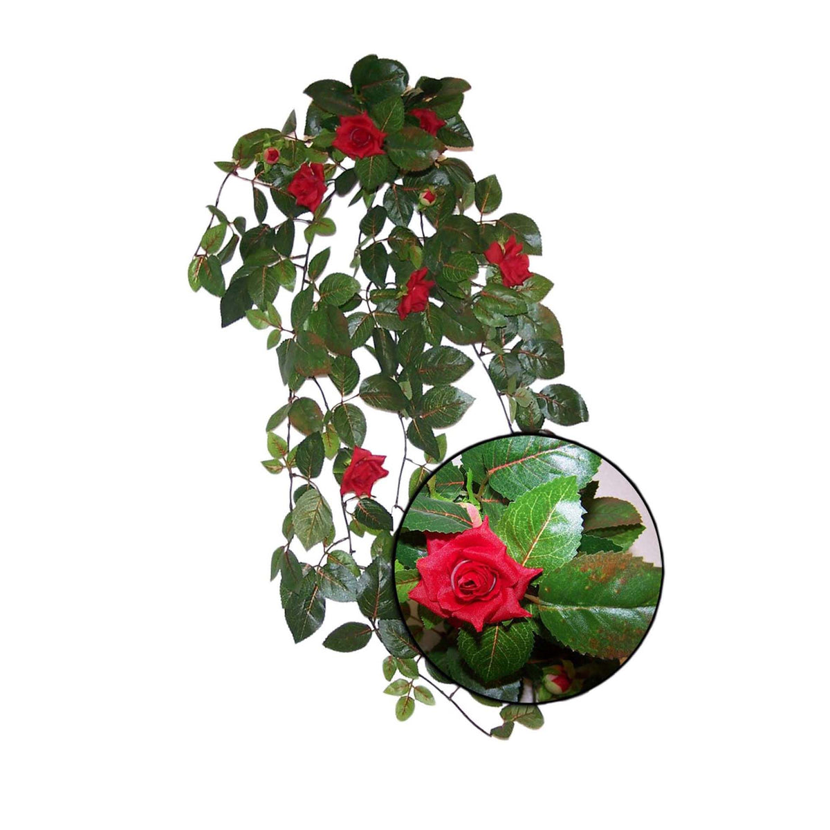 URS Red Rose Leaf Plant