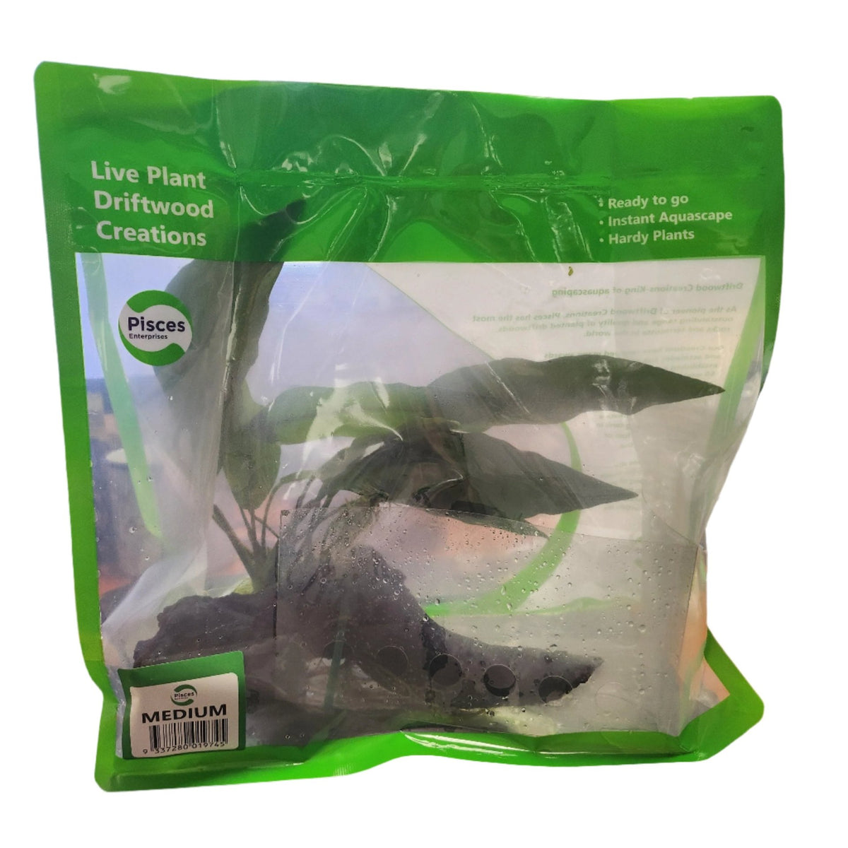 Plant to Go Pack Plant on Driftwood - Medium - (No Online Purchases)