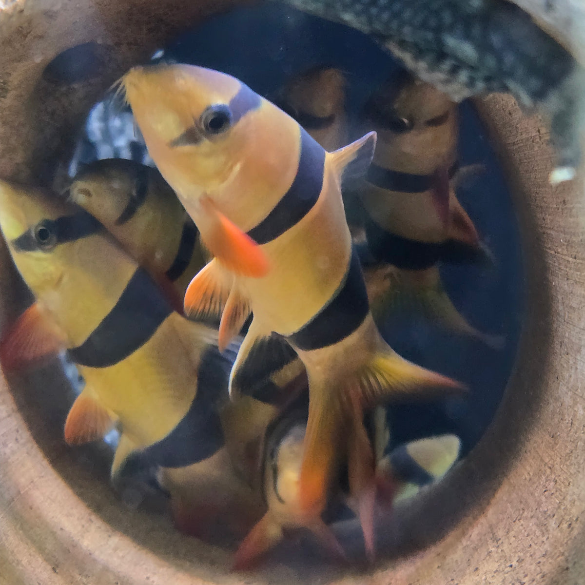 Clown Loach Large (10-11cm) - (No Online Purchases)