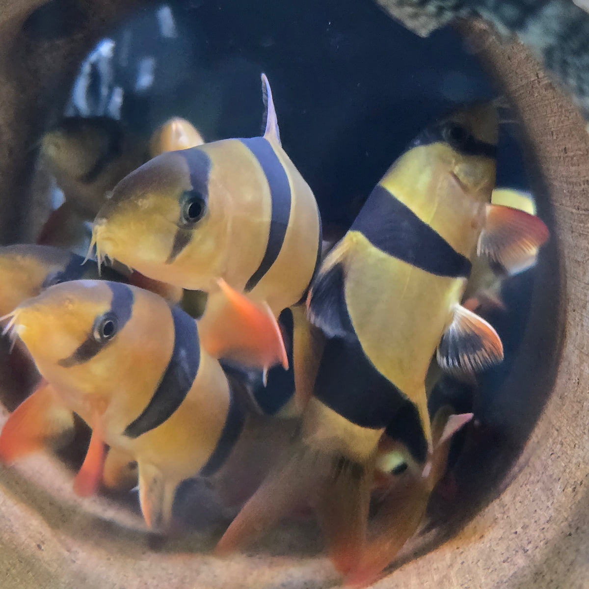 Clown Loach Large (10-11cm) - (No Online Purchases)