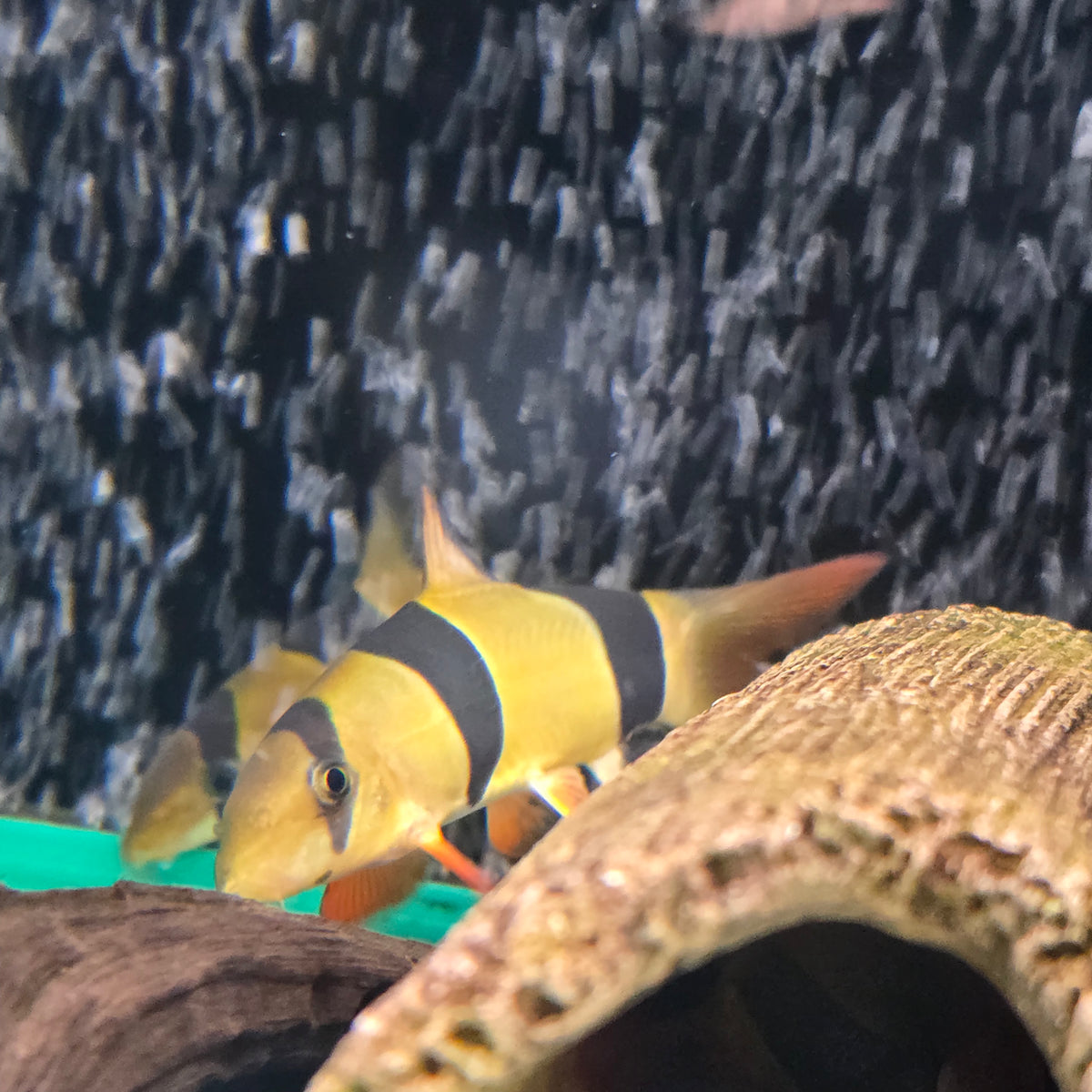 Clown Loach Large (10-11cm) - (No Online Purchases)