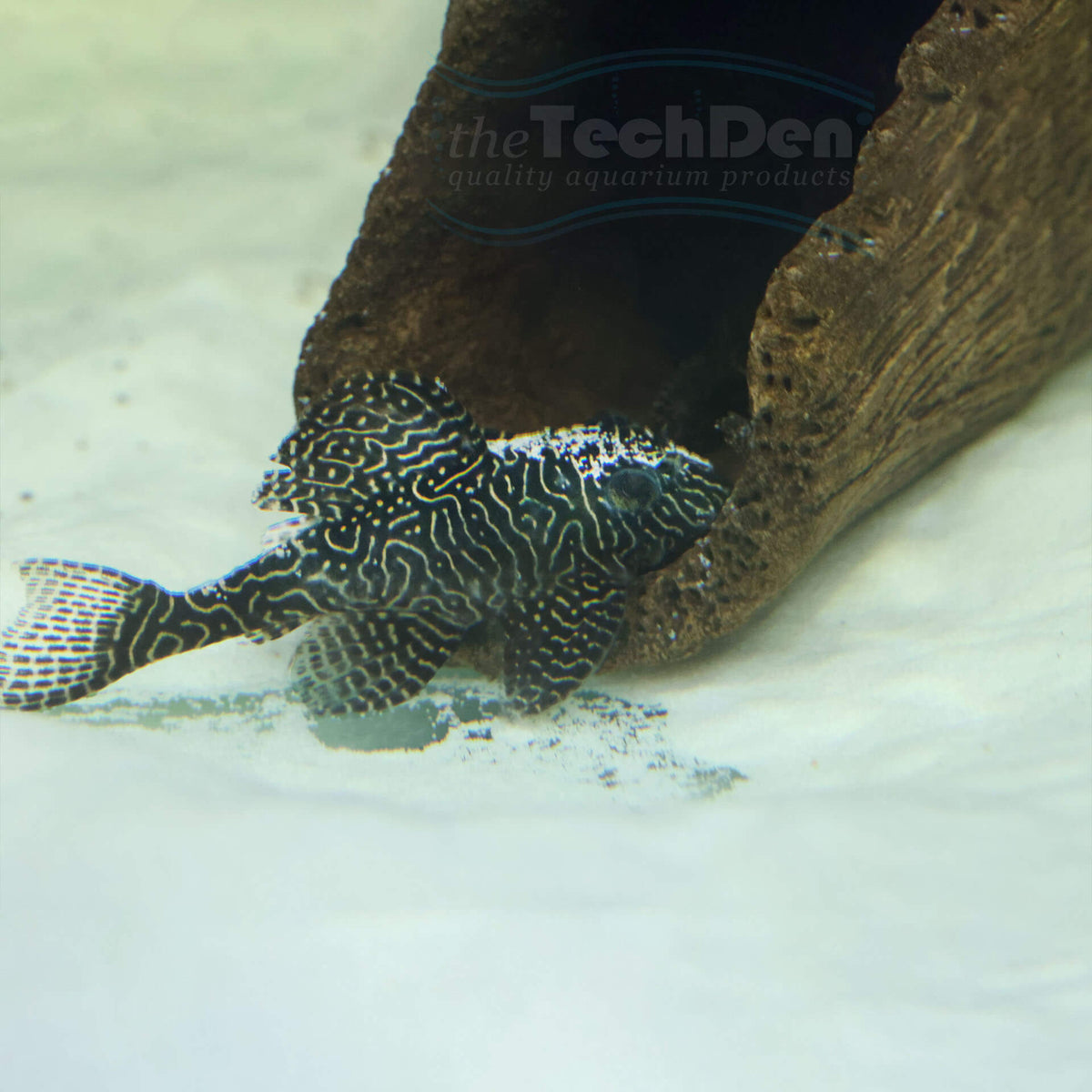 L260 Queen Arabesque Pleco - Hypancistrus Sp. L260 (No Online Purchase ...