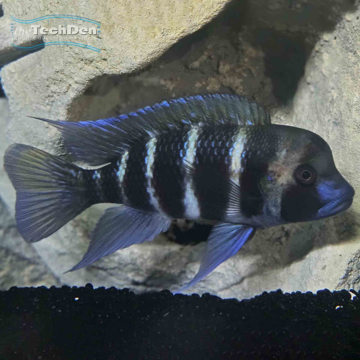 Kigoma Frontosa (F2) - (No Online Purchases)