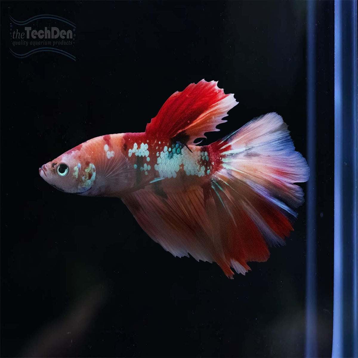 Premium Male Betta $65 - (No Online Purchases)