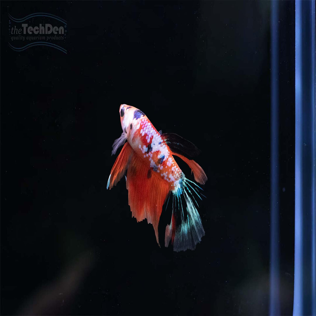 Premium Male Betta $65 - (No Online Purchases)