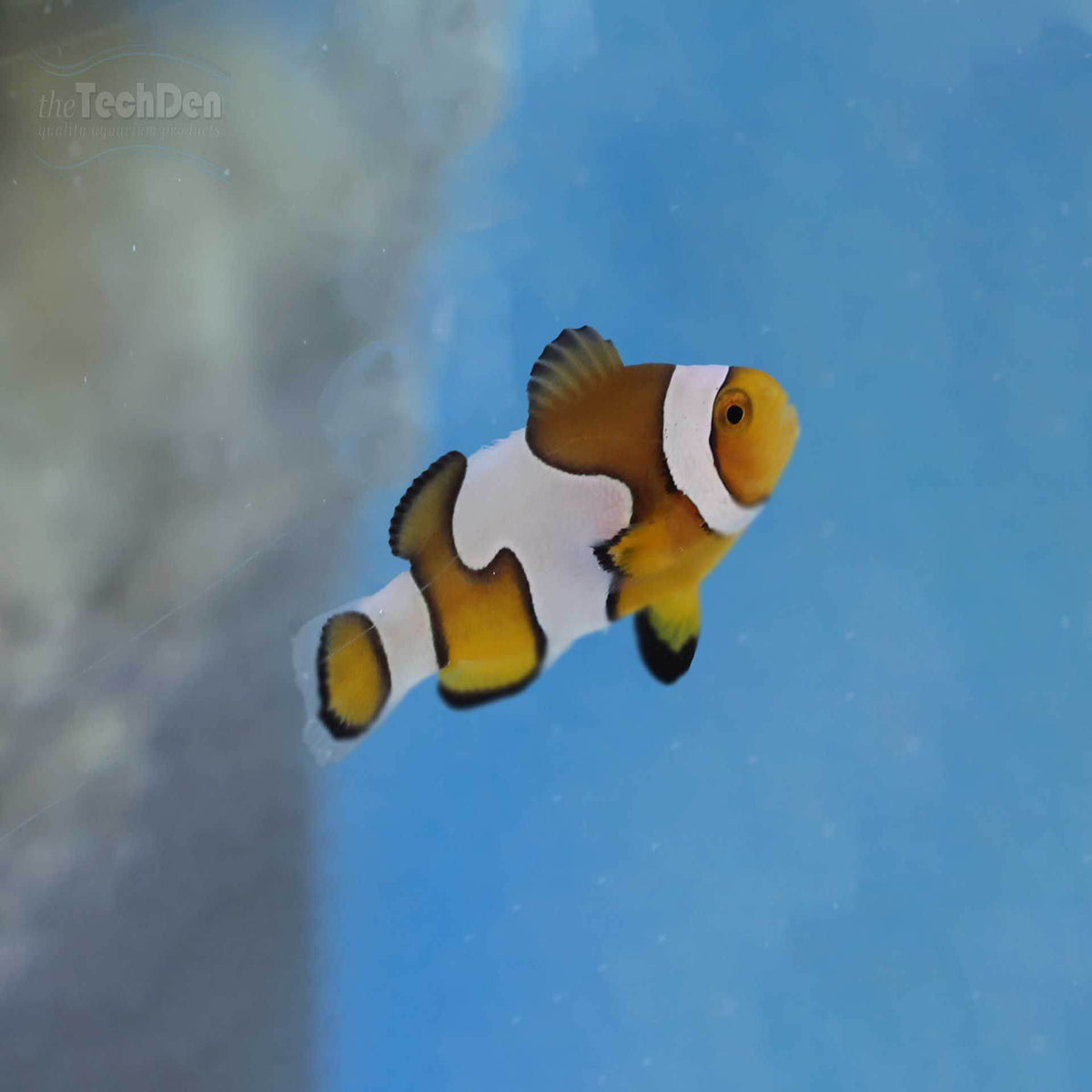 &quot;B Grade&quot; DaVinci/Ocellaris Clownfish (Captive Bred) - (No Online Purchases)