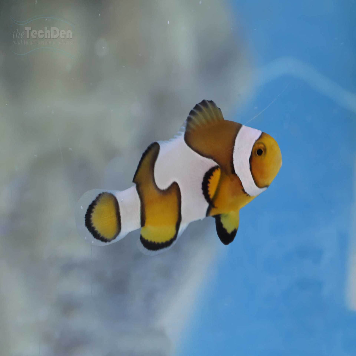 &quot;B Grade&quot; DaVinci/Ocellaris Clownfish (Captive Bred) - (No Online Purchases)