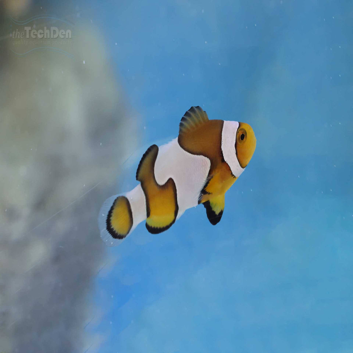 &quot;B Grade&quot; DaVinci/Ocellaris Clownfish (Captive Bred) - (No Online Purchases)