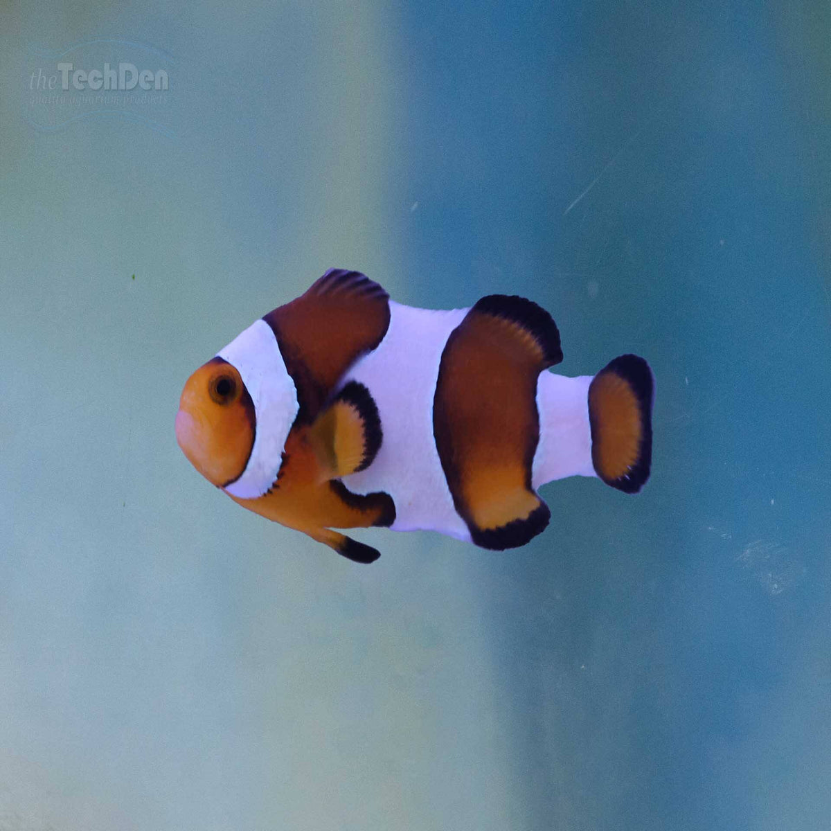 Ocellaris Clownfish (Captive Bred) - (No Online Purchases)