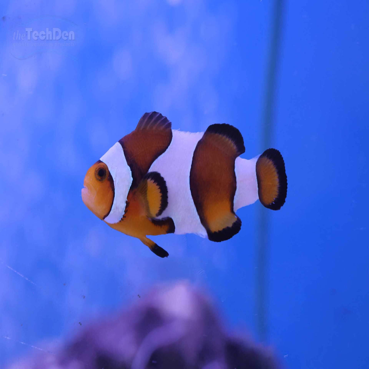 Ocellaris Clownfish (Captive Bred) - (No Online Purchases)