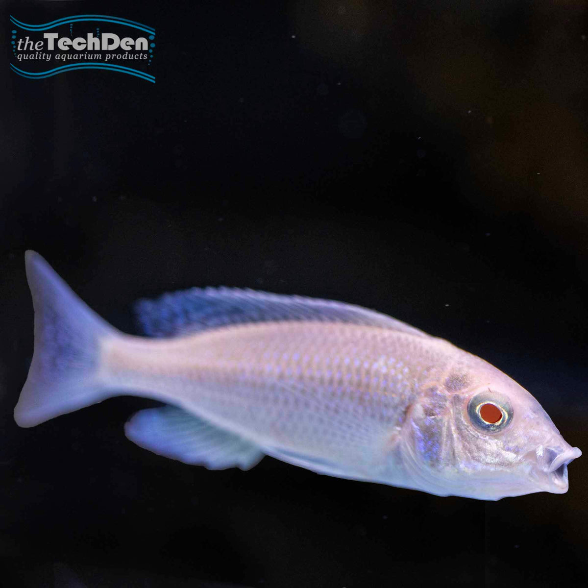 Albino Blue Dolphin Cichlid - cyrtocara moorii- (No Online Purchases)