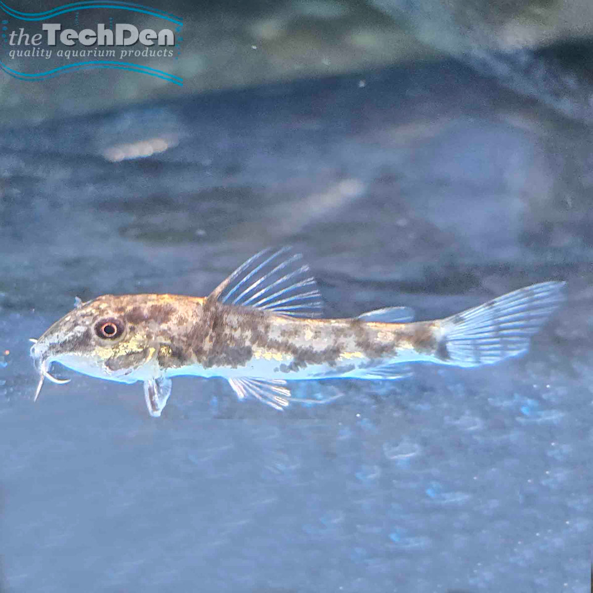 Barbatus Corydoras (No Online Purchases)