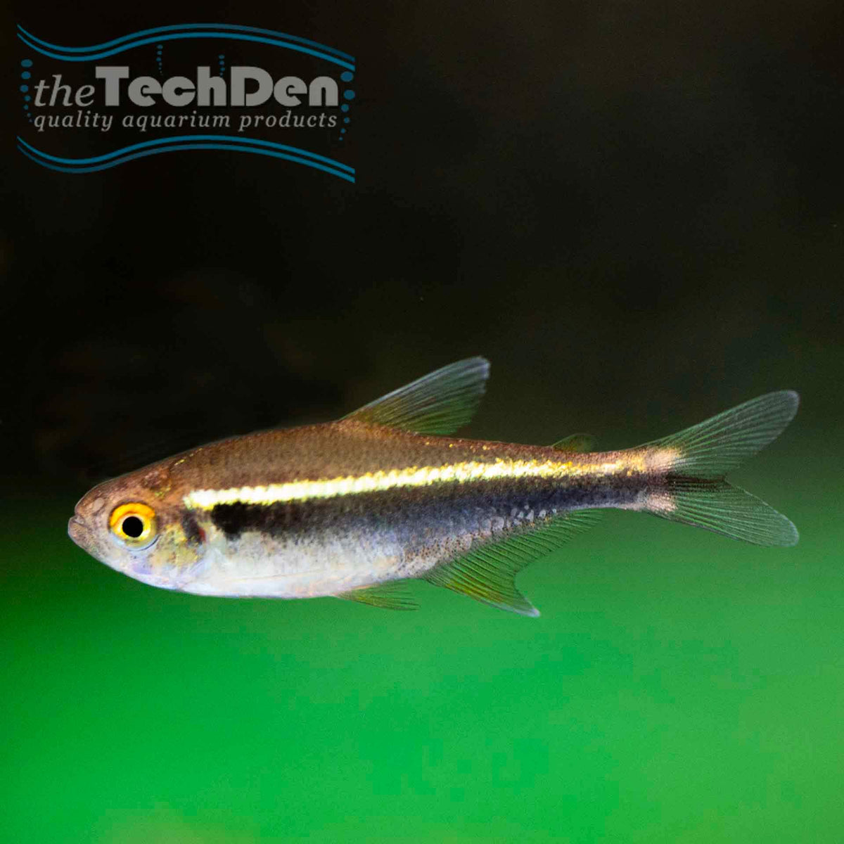 Black Neon Tetra - (No Online Purchases)