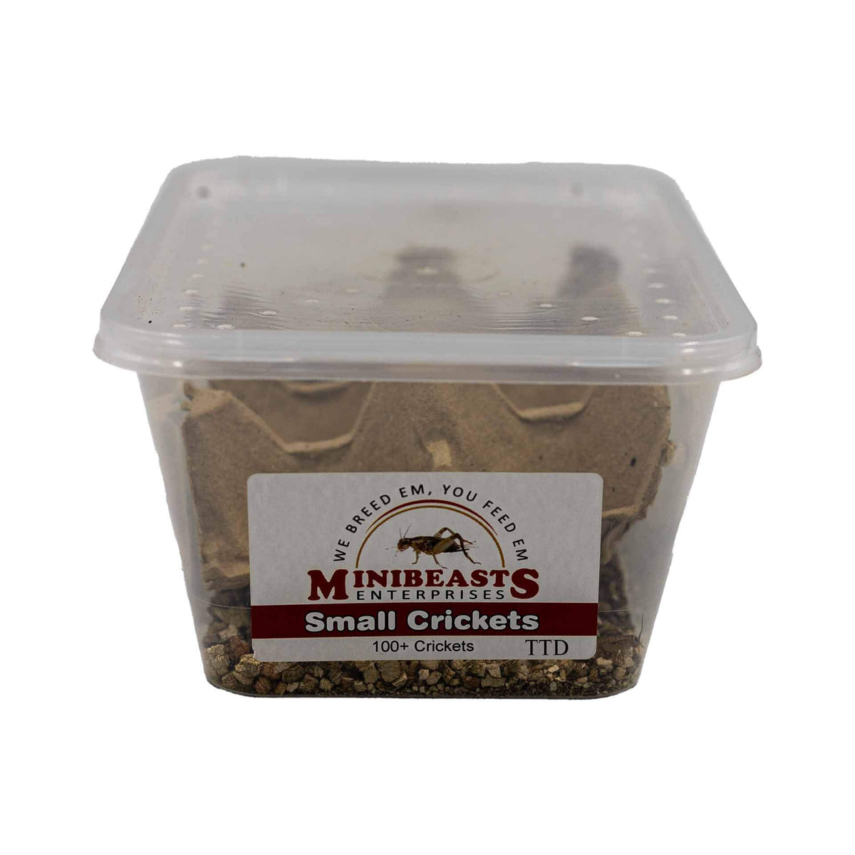 Minibeasts Crickets - Small - Live Food - In Store Pick Up Only