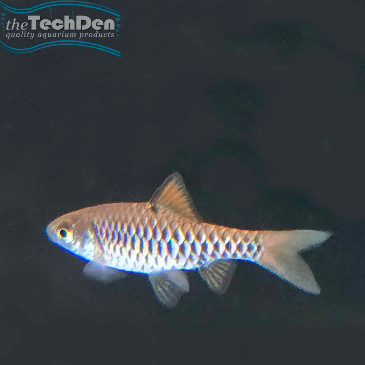 Checker Barb - (No Online Purchases)