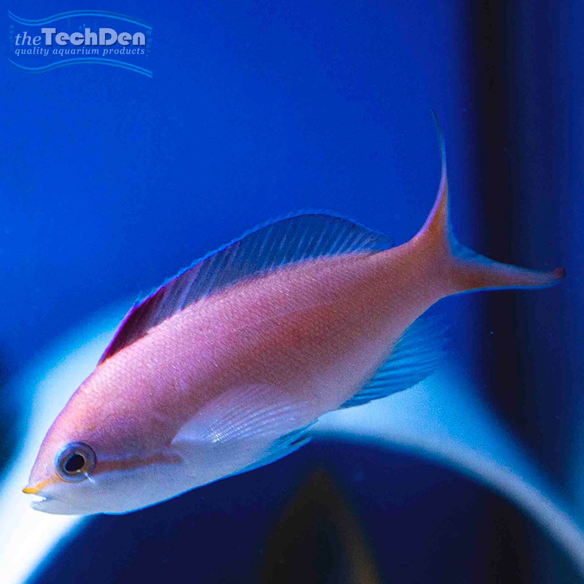 Dispar Anthias - (No Online Purchases)