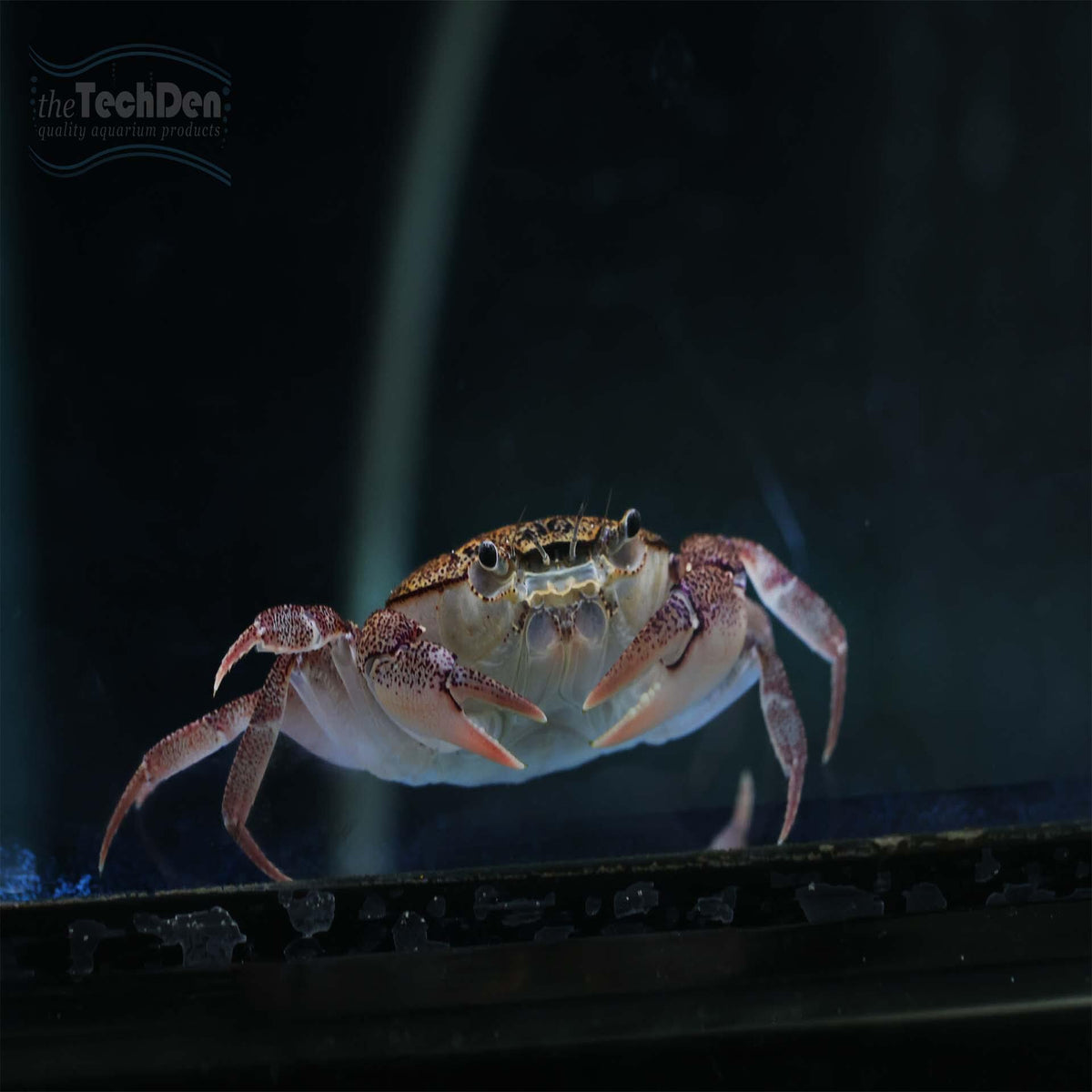 Freshwater Crab - (No Online Purchases)