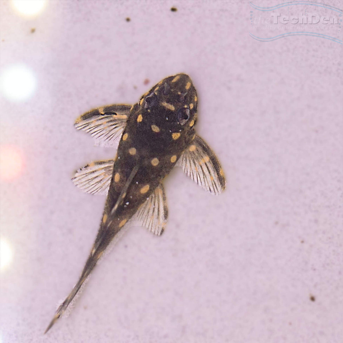 L471 Dwarf Snowball Pleco - Hypancistrus Sp. L471 (No Online Purchases)