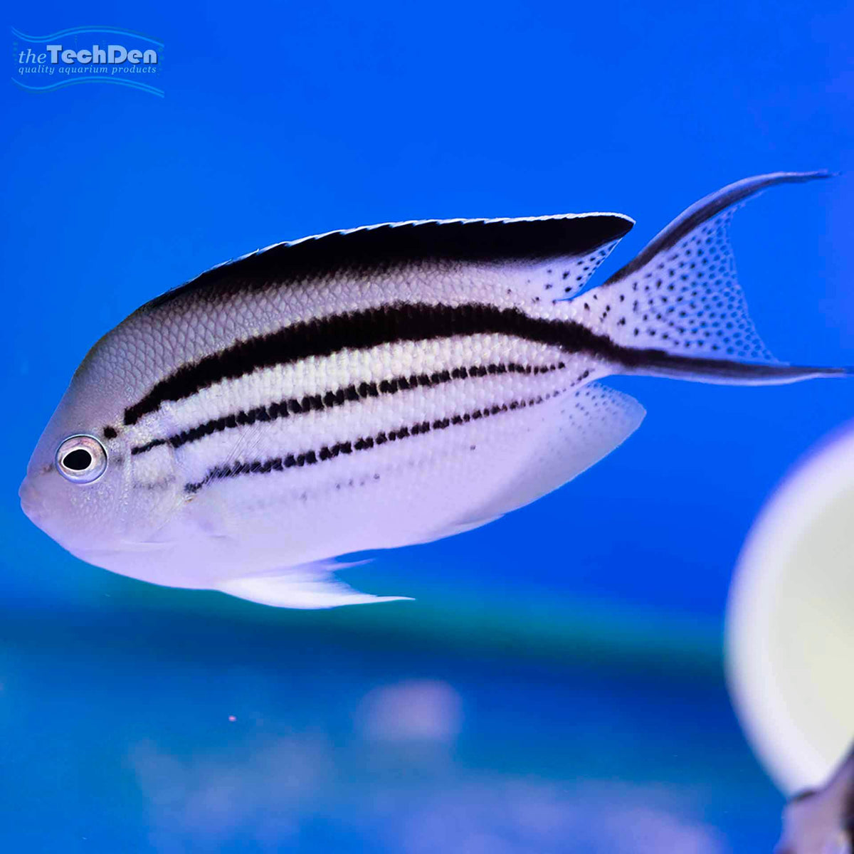 Lamark Angelfish - (No Online Purchases)