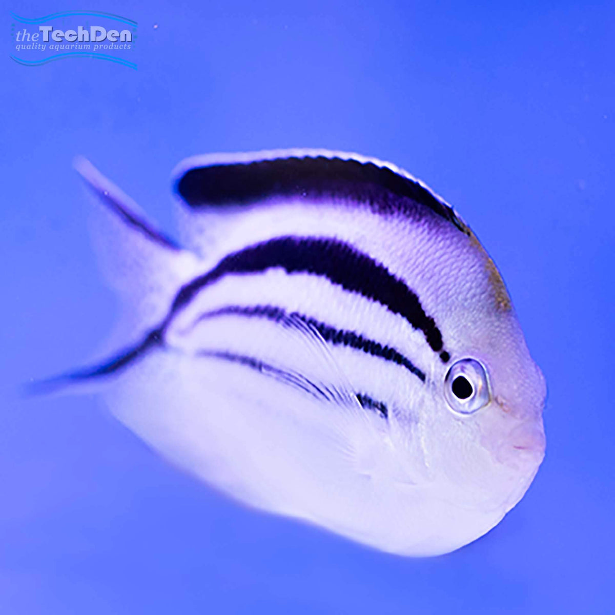 Lamark Angelfish - (No Online Purchases)