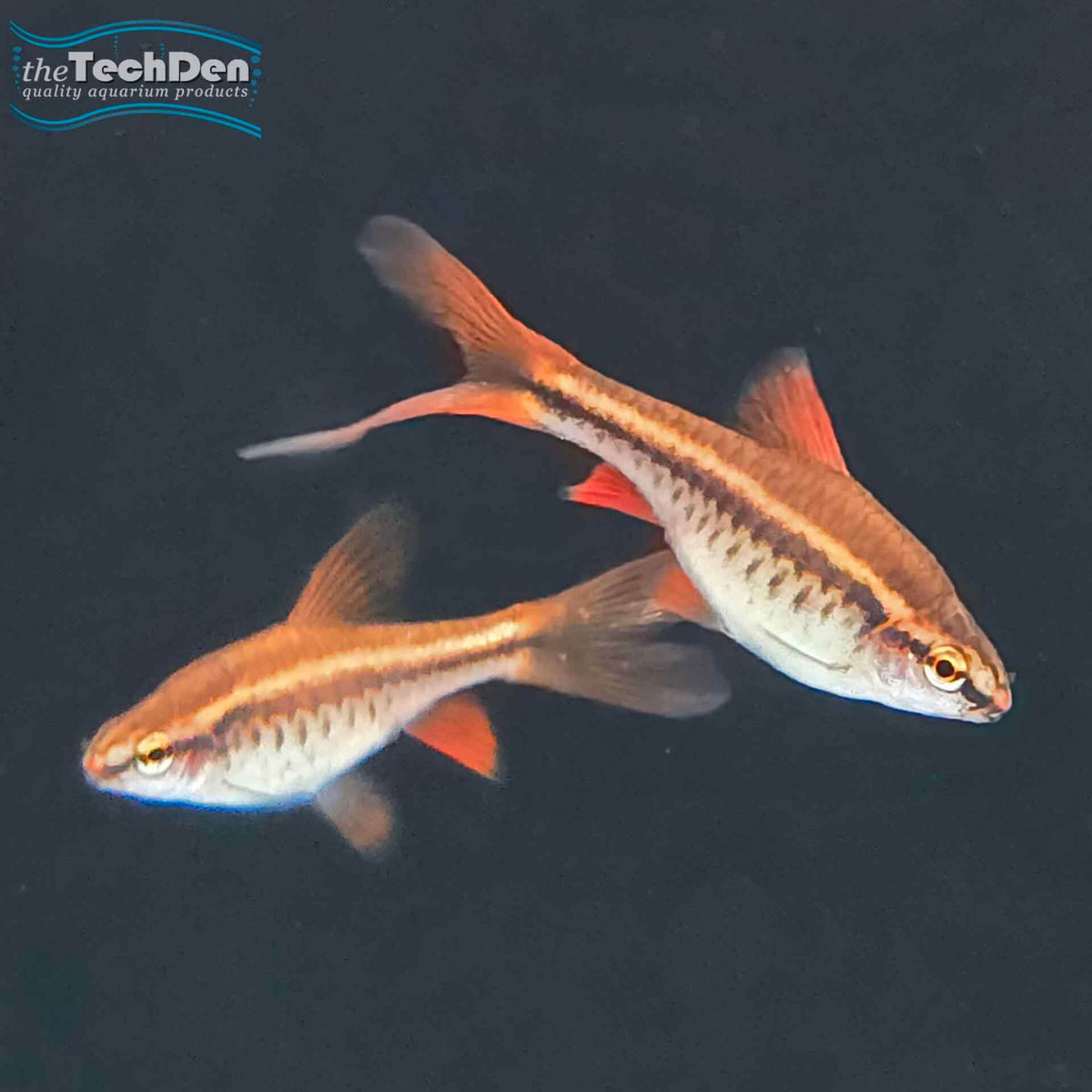 Long Fin Cherry Barb - (No Online Purchases)