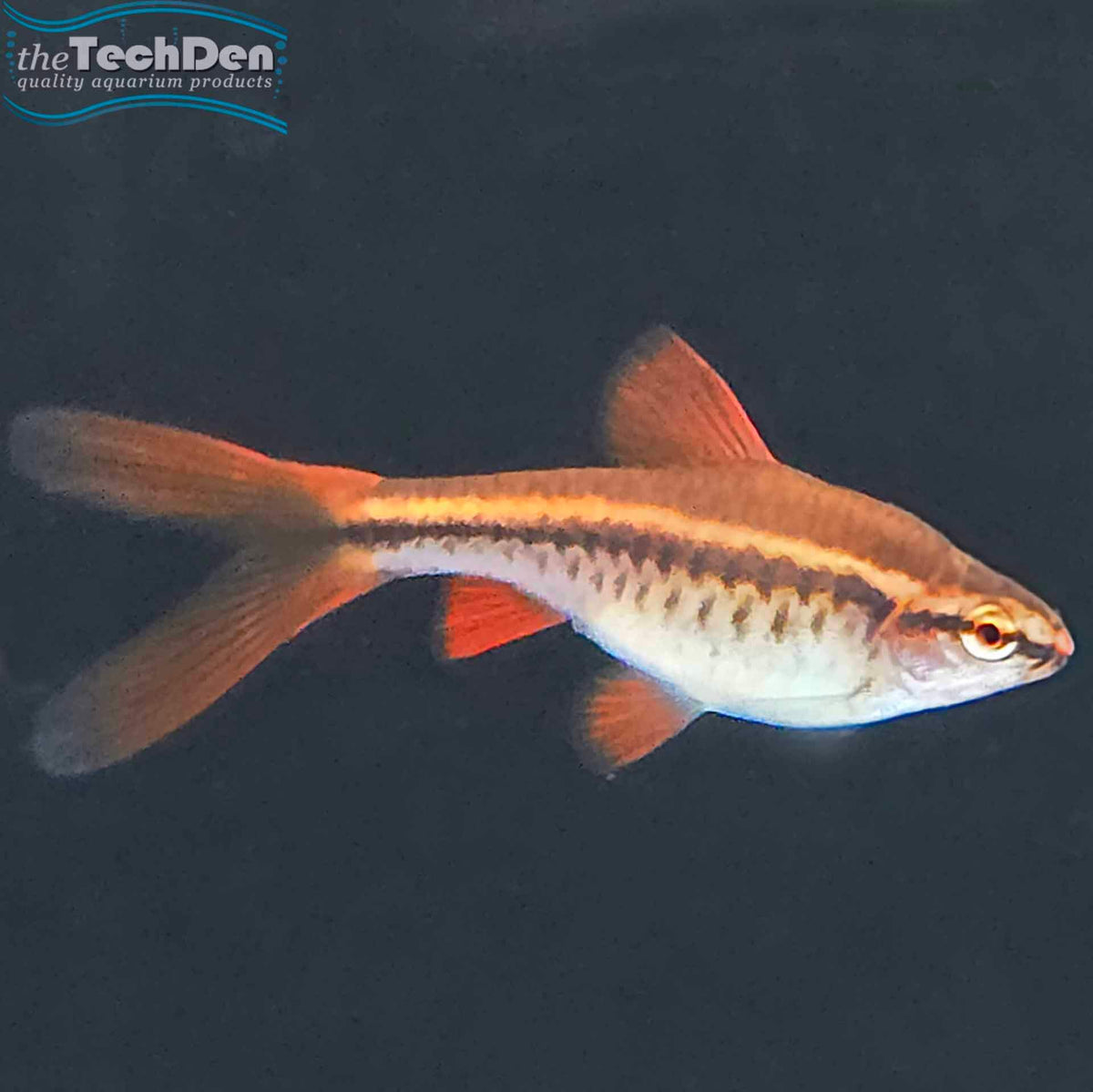 Long Fin Cherry Barb - (No Online Purchases)