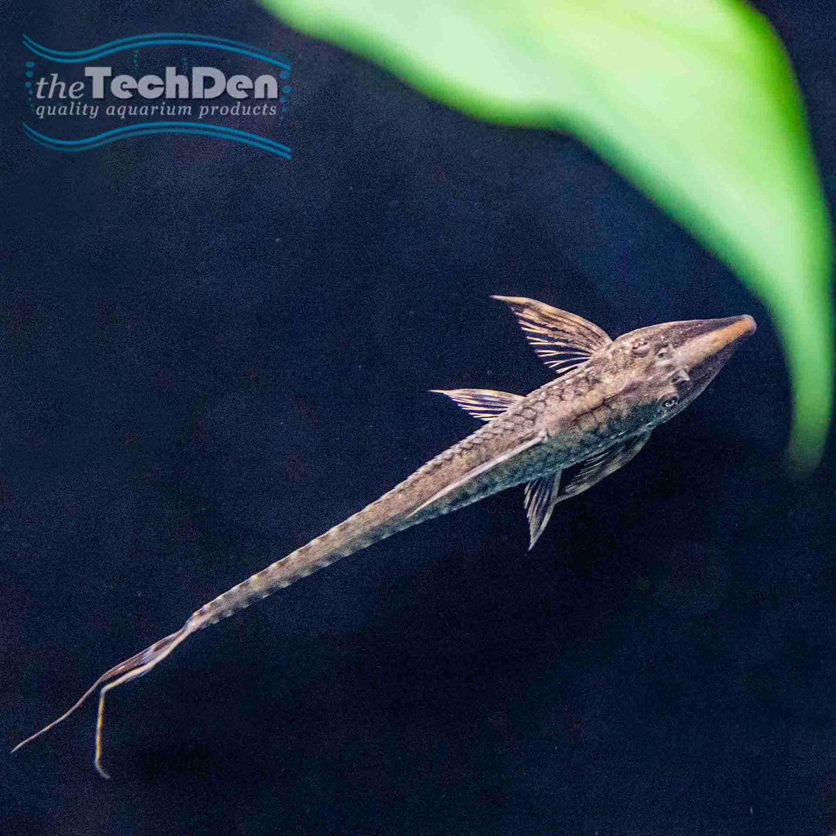 Long Nose Whiptail Catfish - (No Online Purchases)