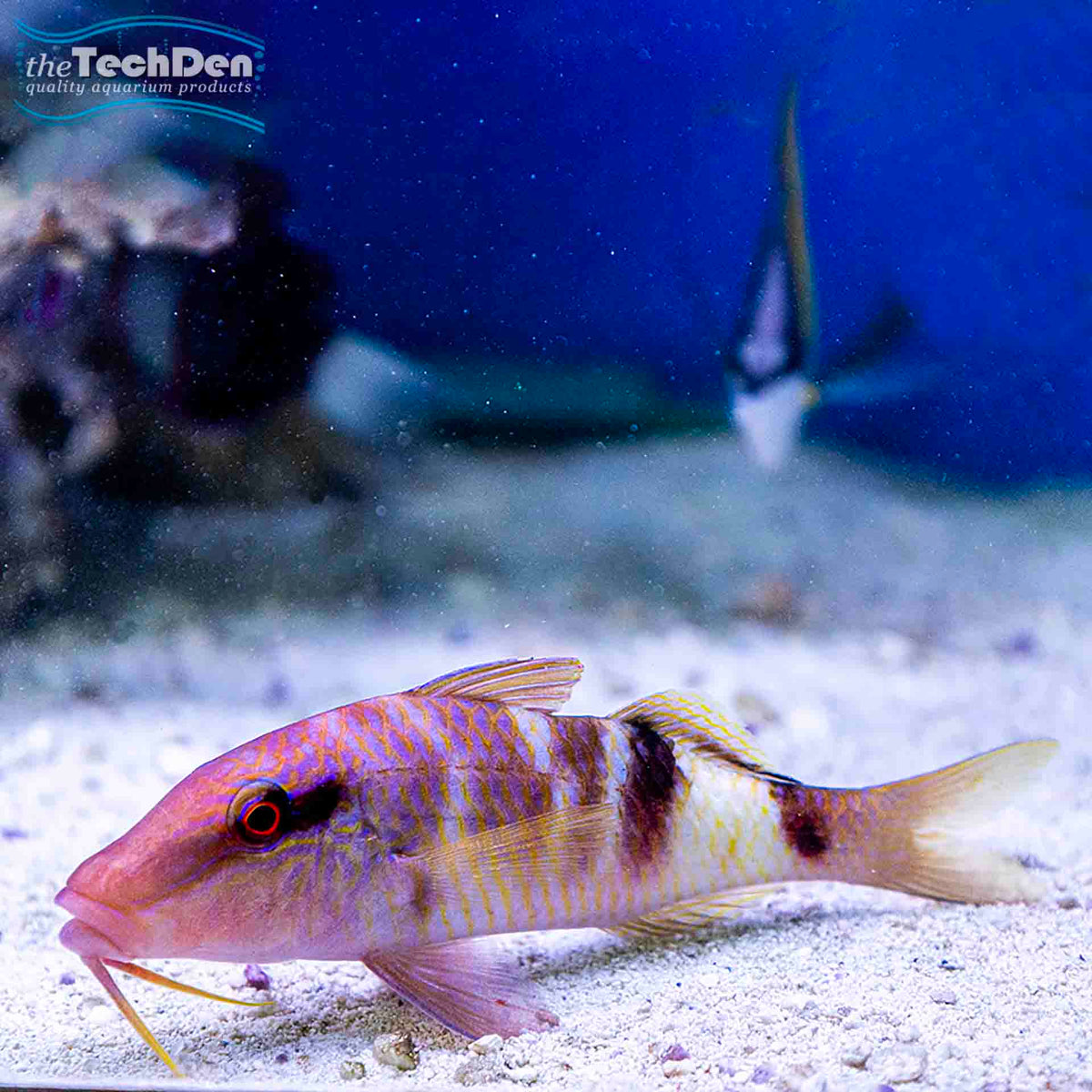 Manybar Goatfish - (No Online Purchases)