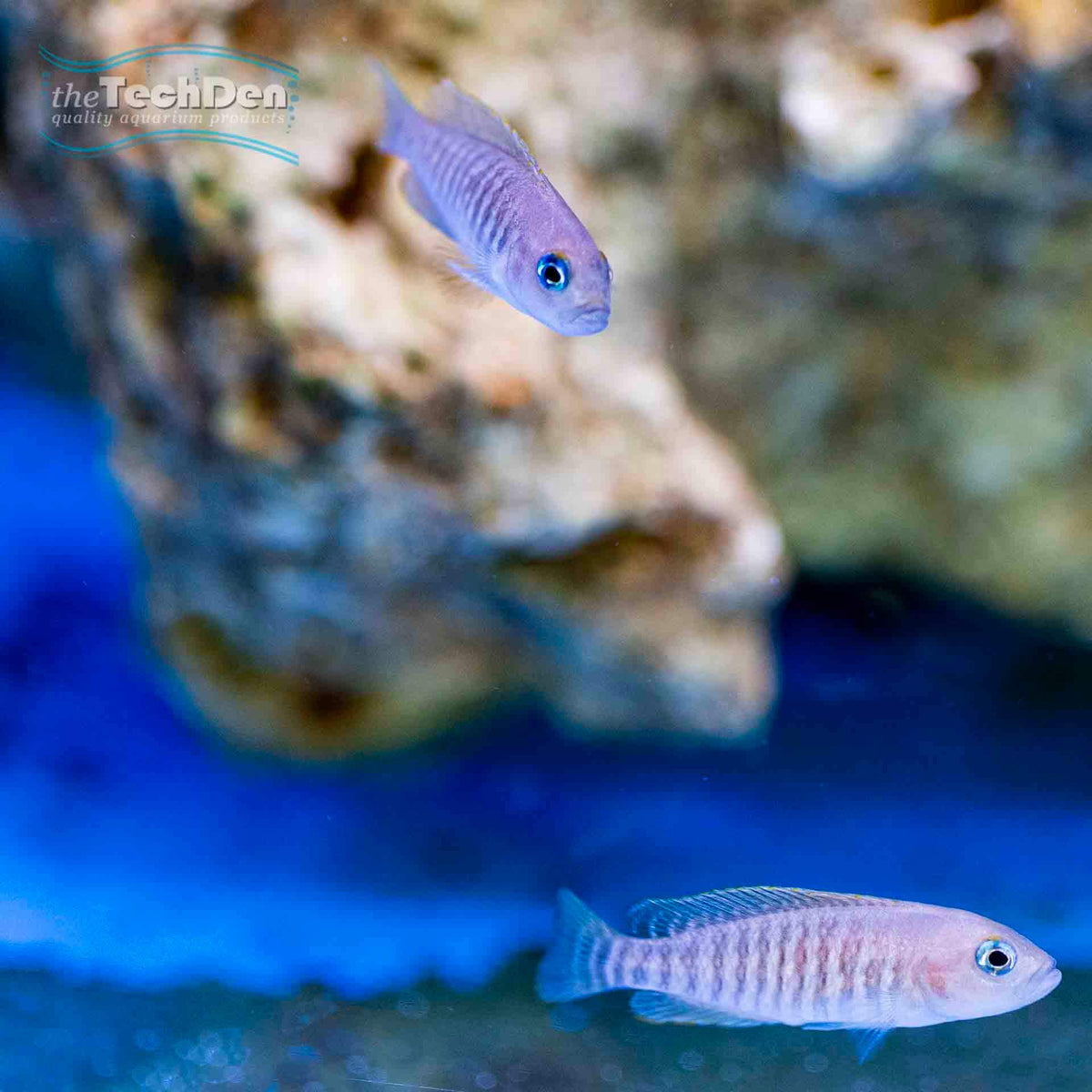 Neolamprologus Multifasciatus - (No Online Purchases)