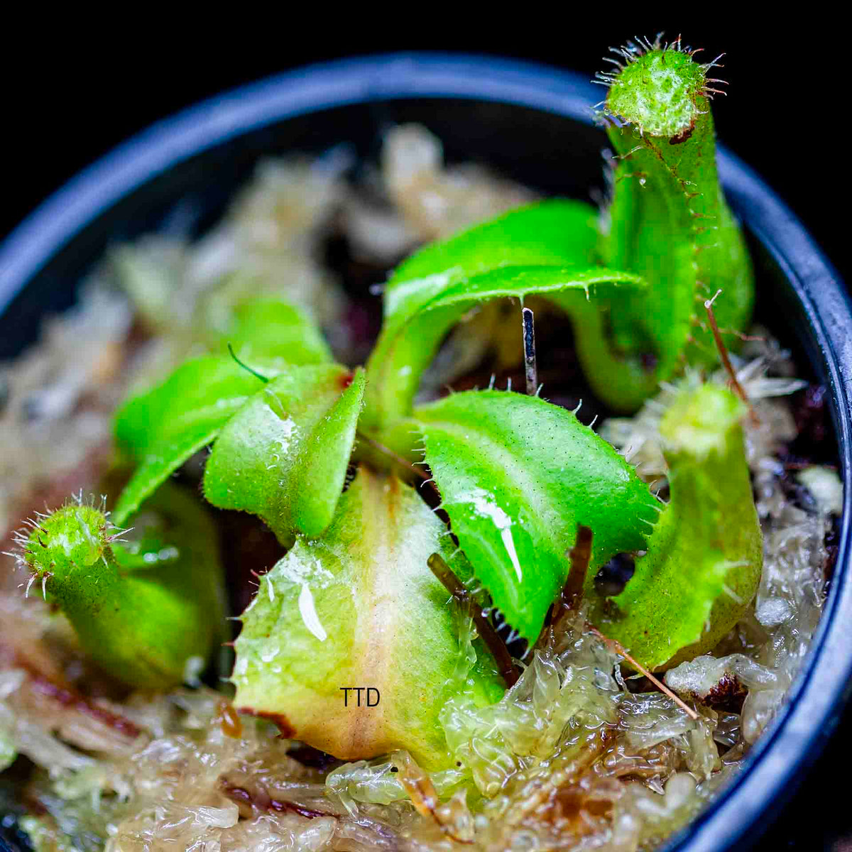 Nepenthes Truncata Flush X Truncata Stripep - Carnivorous Plant**