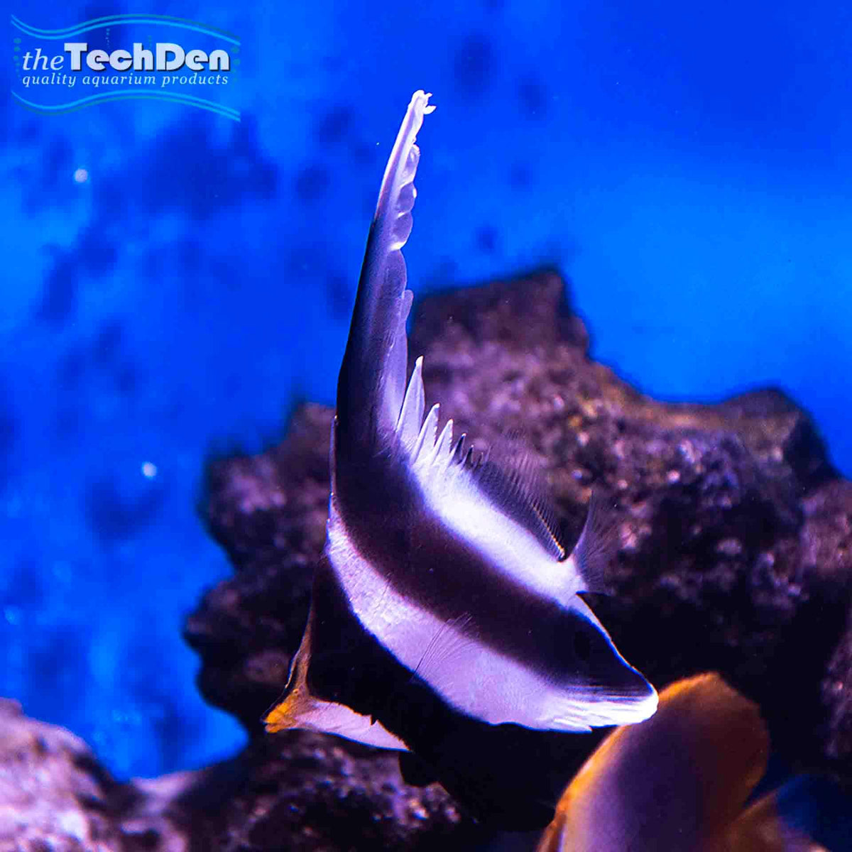 Pennant Bannerfish  - (No Online Purchases)