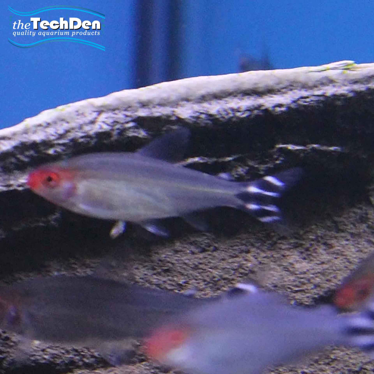 Brilliant Rummy Nose Tetra - (No Online Purchases)