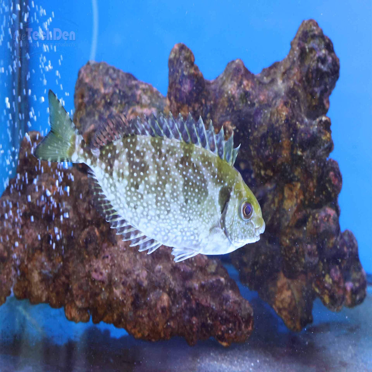 Spotted Rabbit Fish - (No Online Purchases)