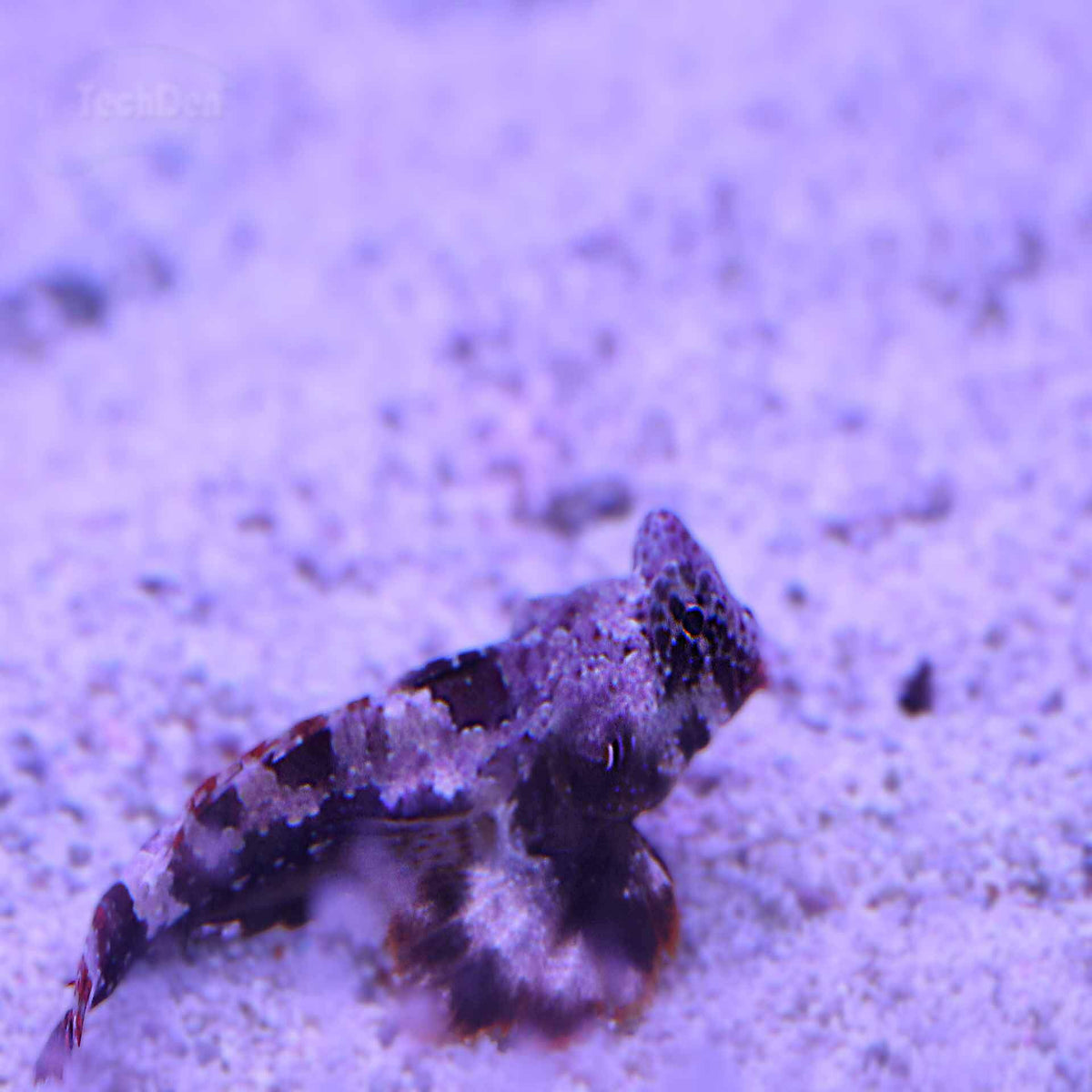 Scooter Blenny - (No Online Purchases)