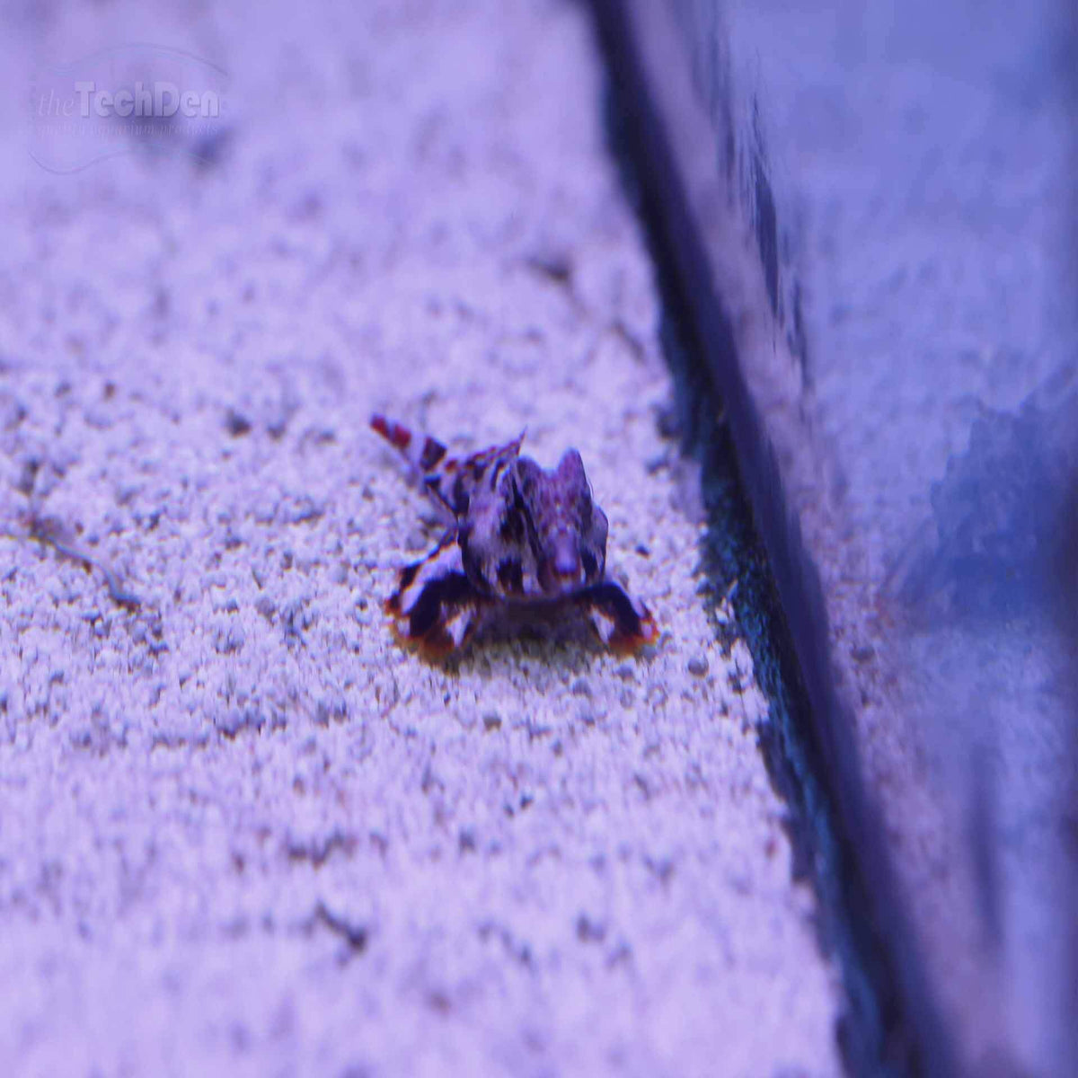 Scooter Blenny - (No Online Purchases)