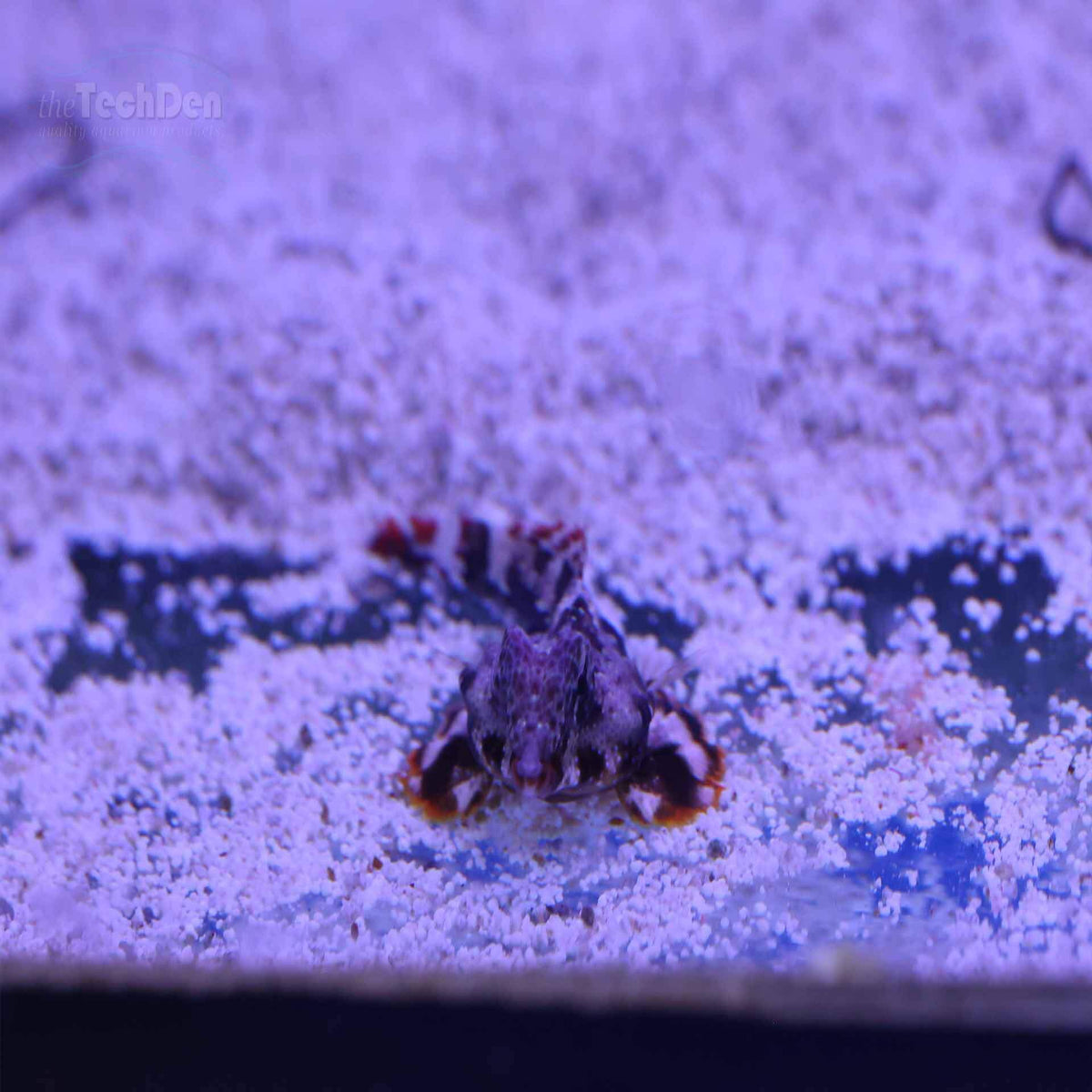 Scooter Blenny - (No Online Purchases)