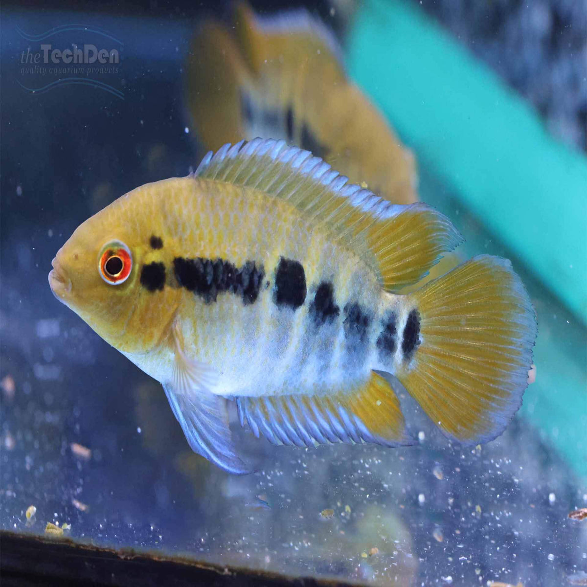 Rainbow Cichlid - Herotilapia Multispinosa (No Online Purchases)