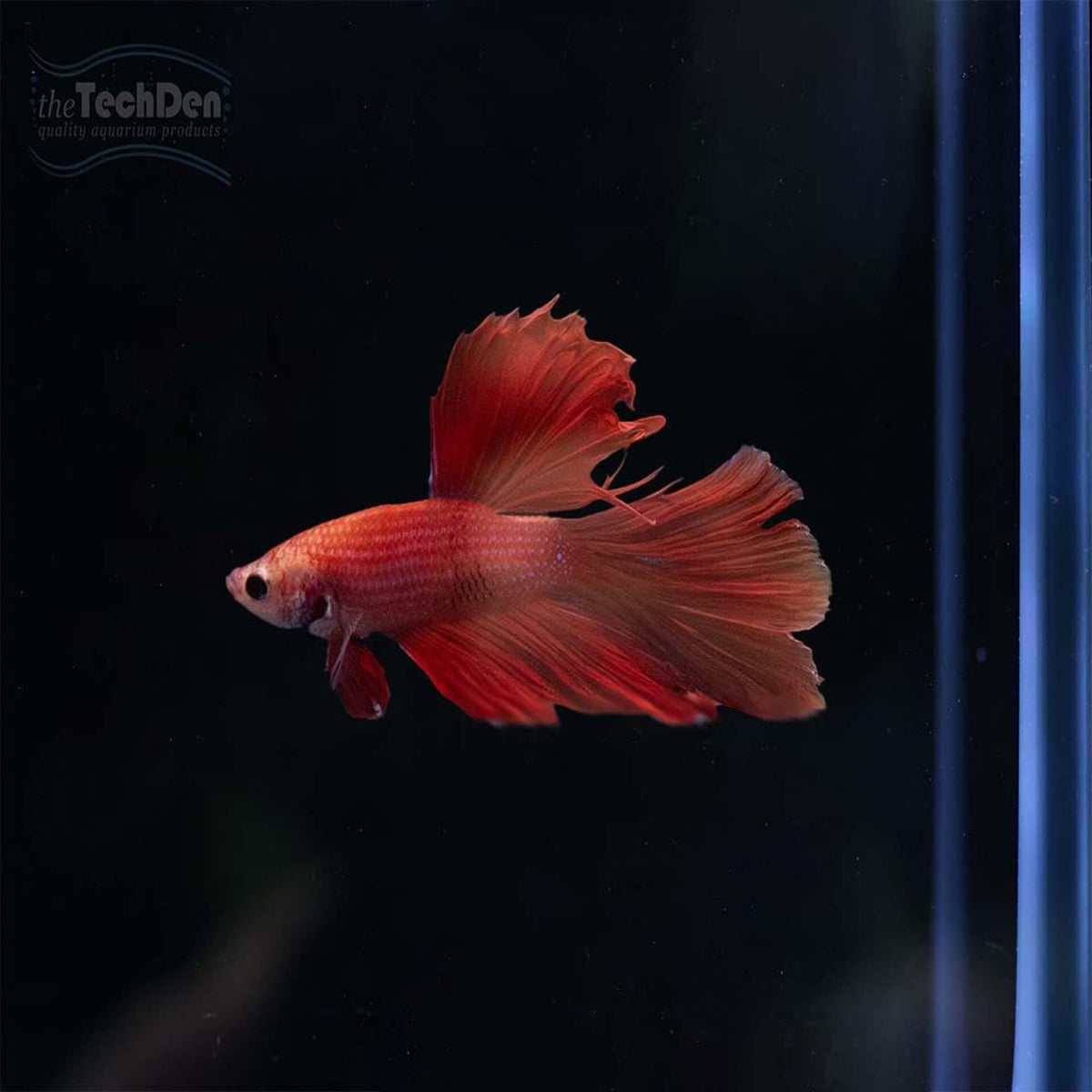 Male Betta $45 - (No Online Purchases)