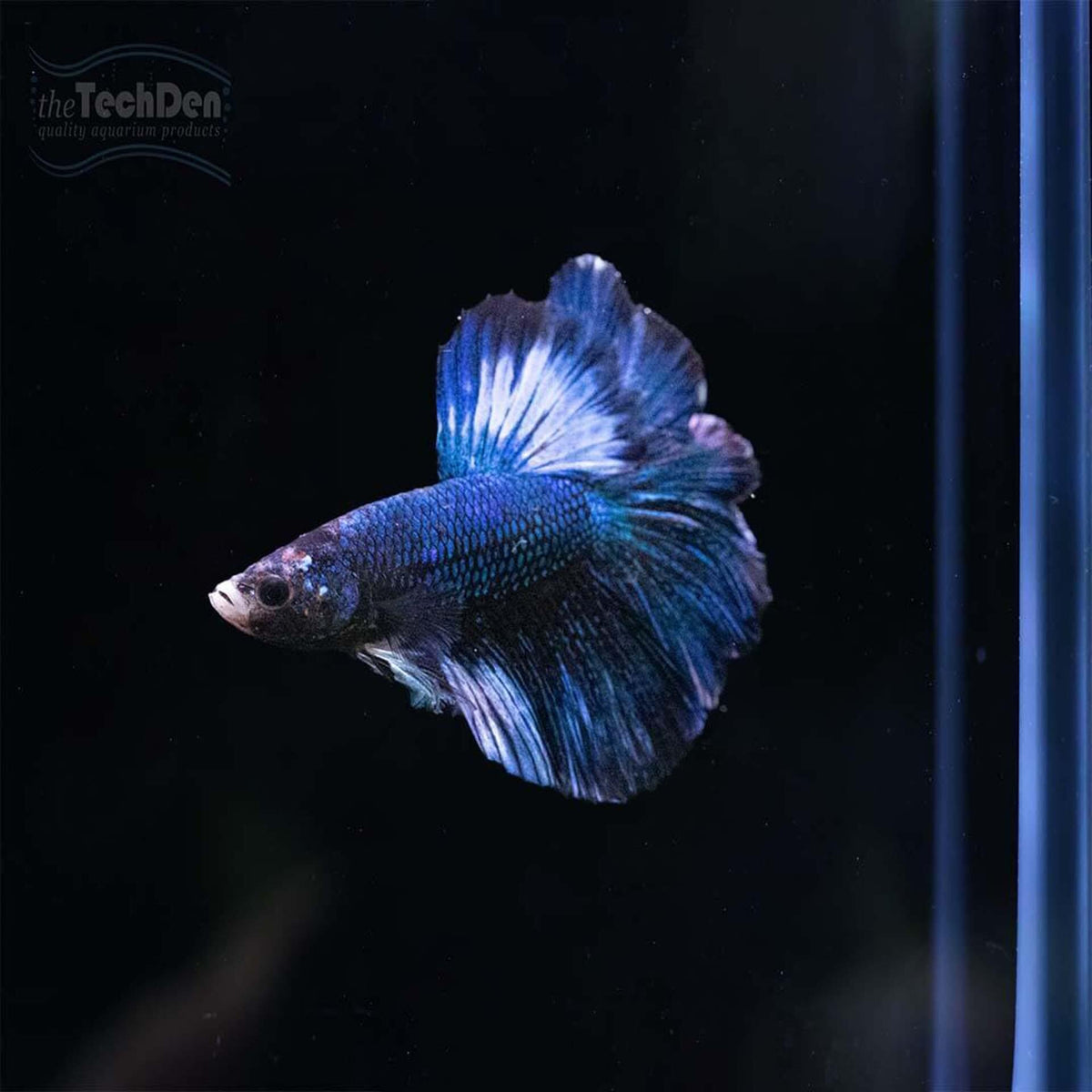 Male Betta $45 - (No Online Purchases)