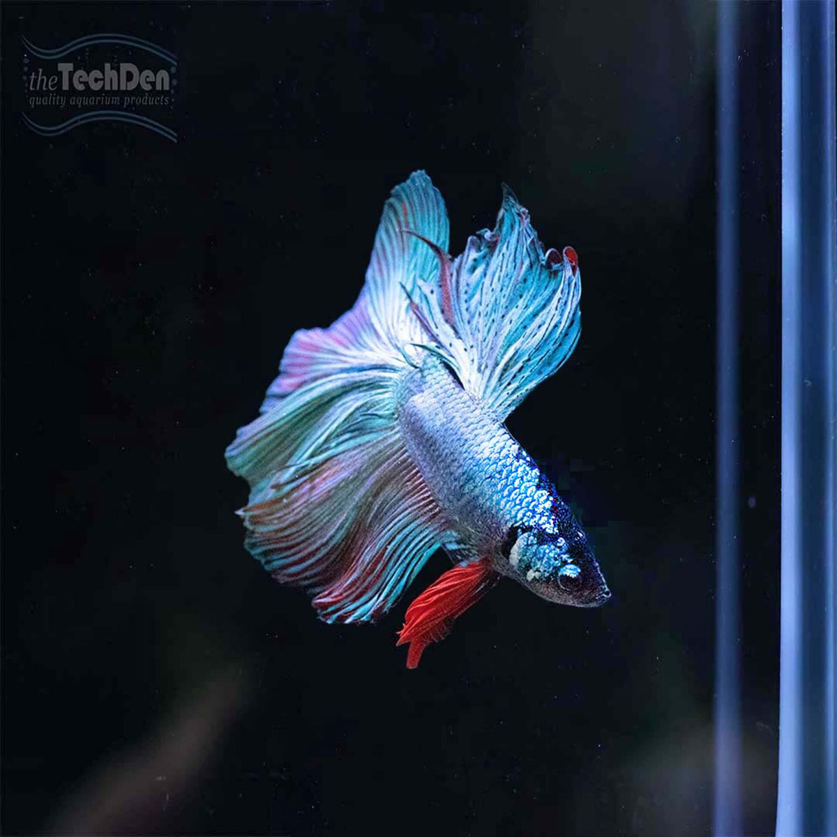 Male Betta $45 - (No Online Purchases)