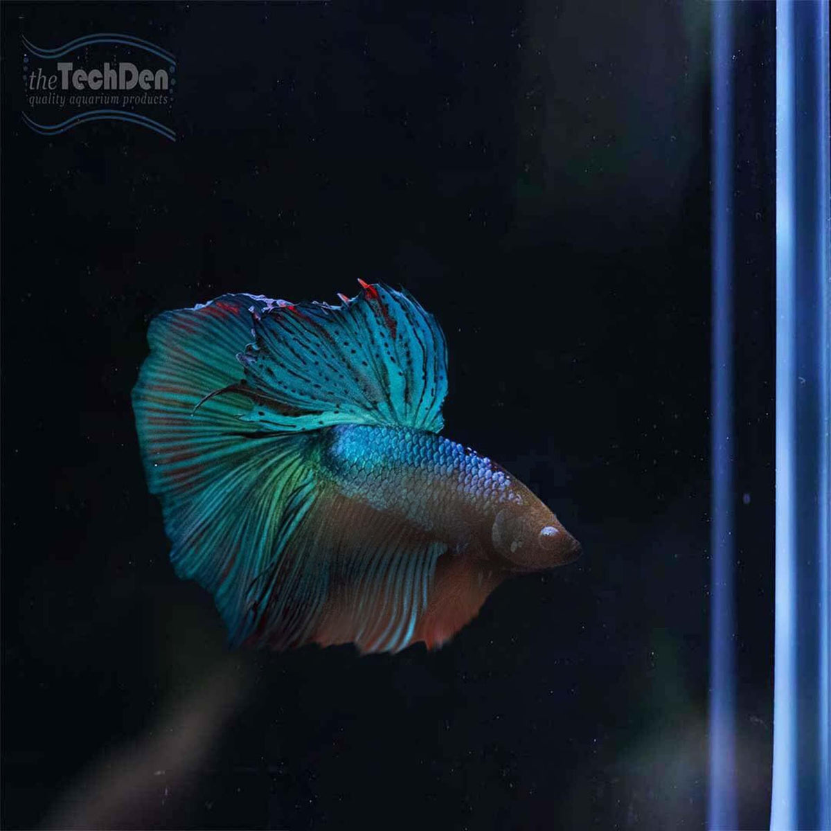 Male Betta $45 - (No Online Purchases)