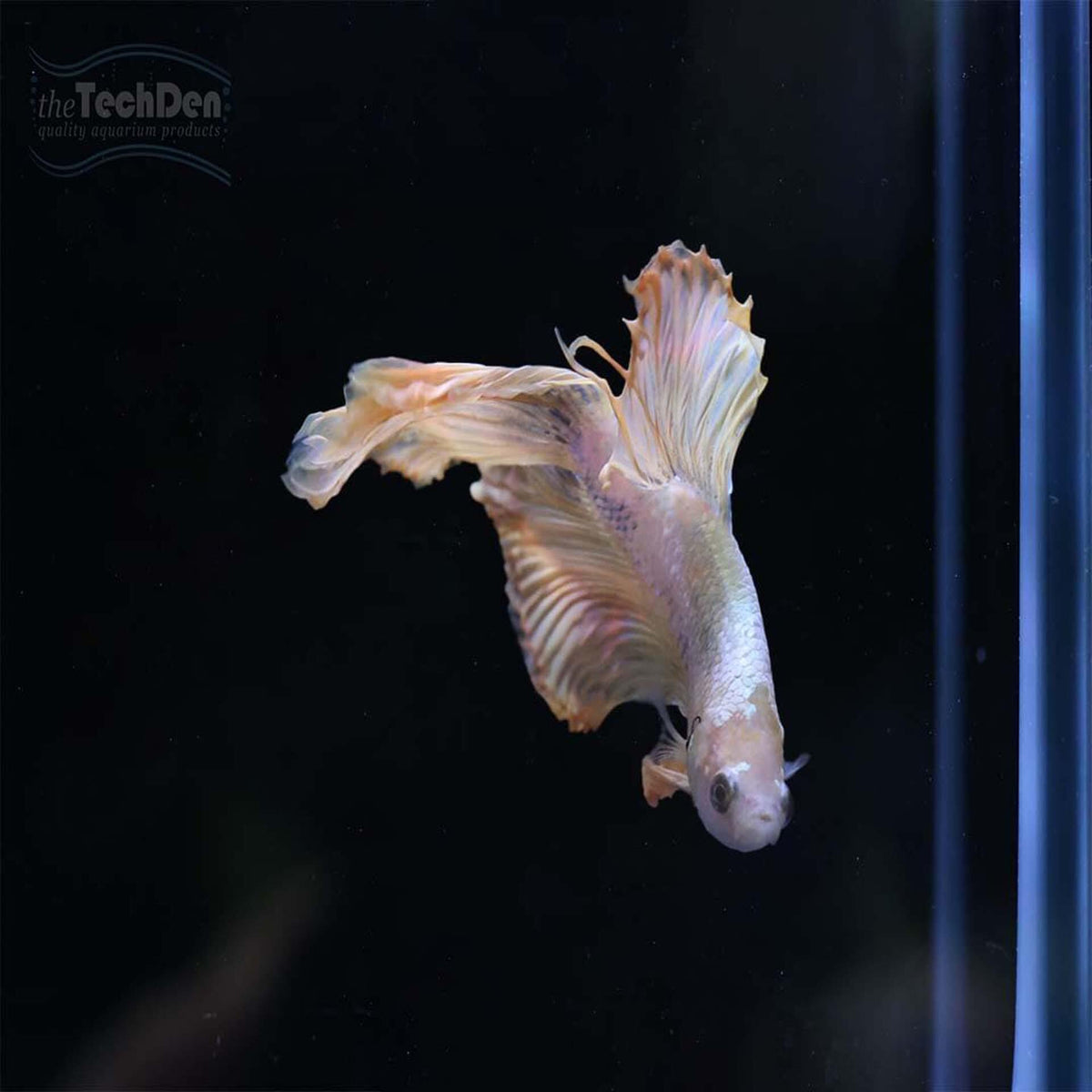 Male Betta $45 - (No Online Purchases)