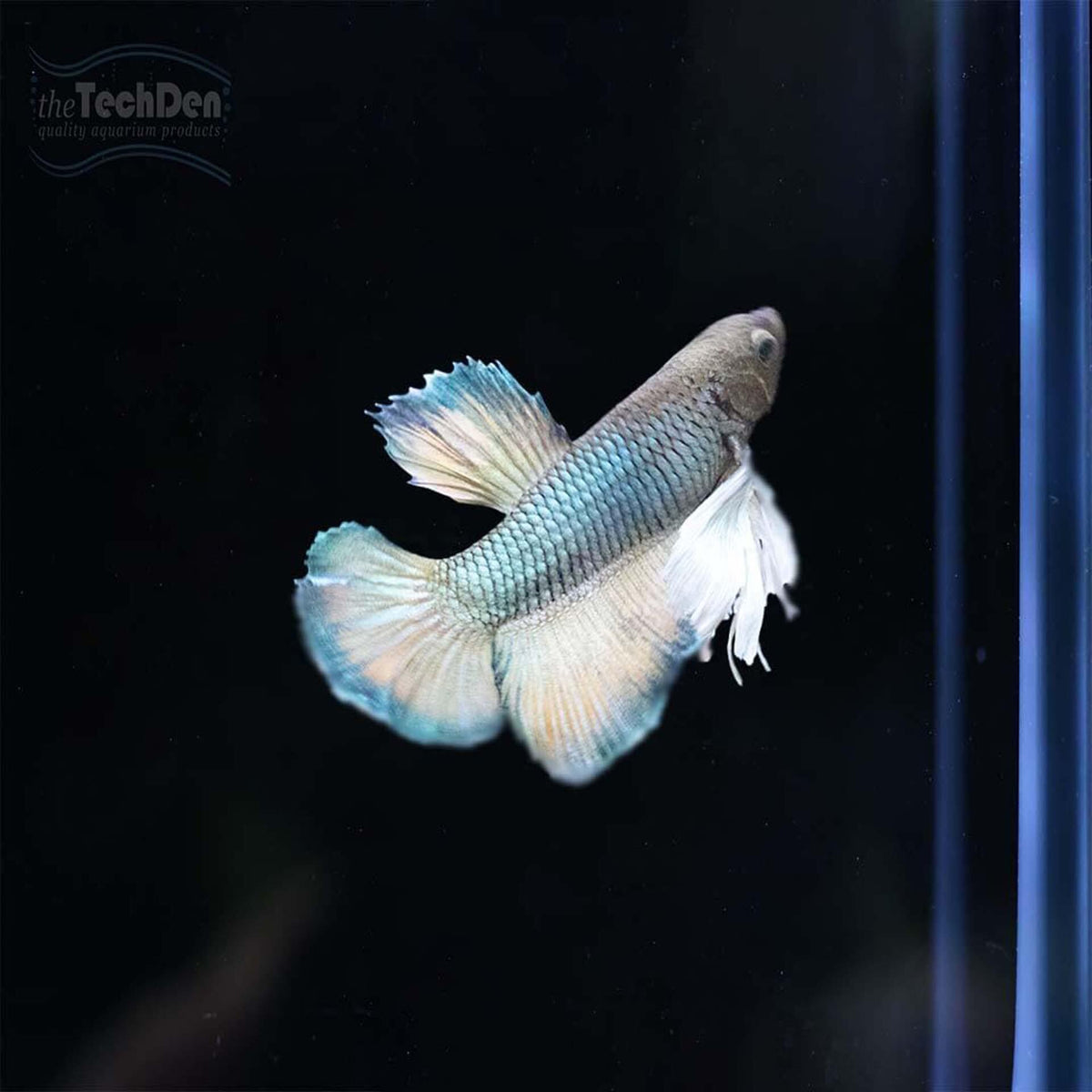 Male Betta $45 - (No Online Purchases)