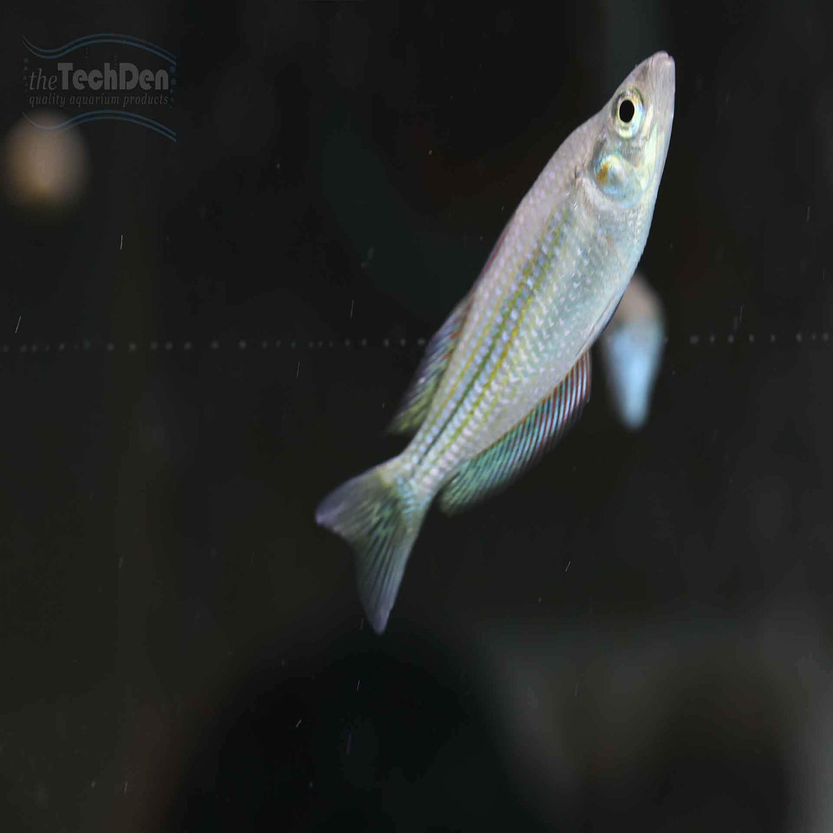 Chequered Rainbowfish - (No Online Purchases)