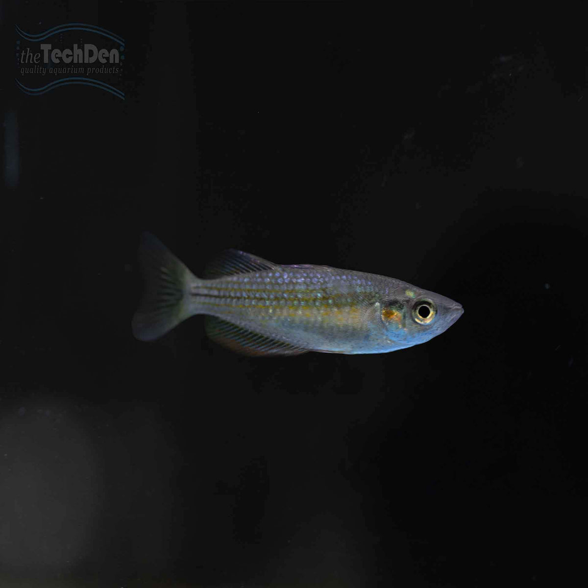 Chequered Rainbowfish - (No Online Purchases)