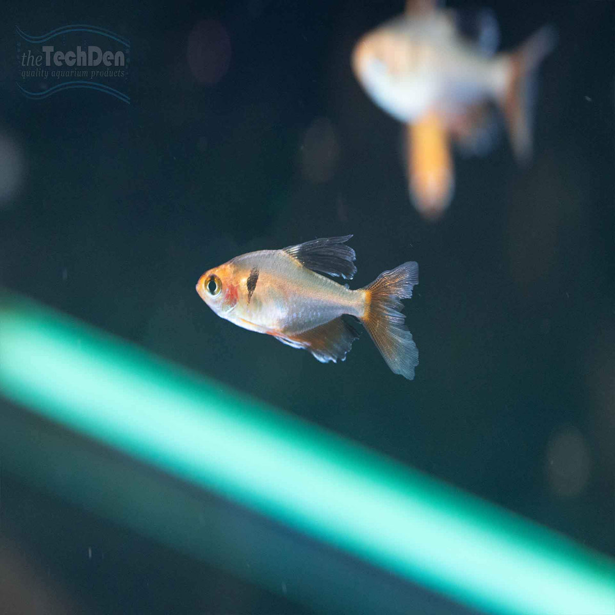 Longfin Serpae Tetra - (No Online Purchases)