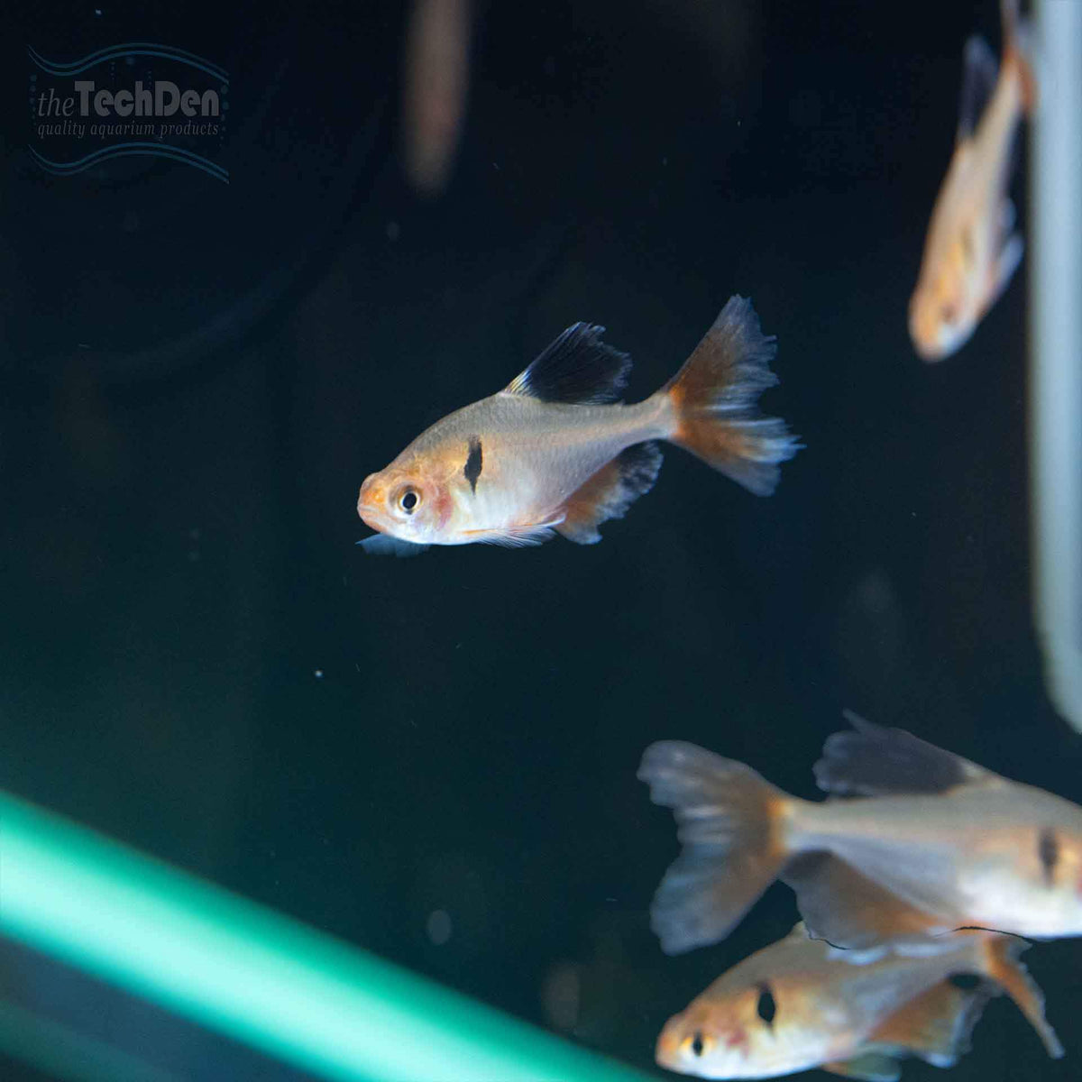 Longfin Serpae Tetra - (No Online Purchases)