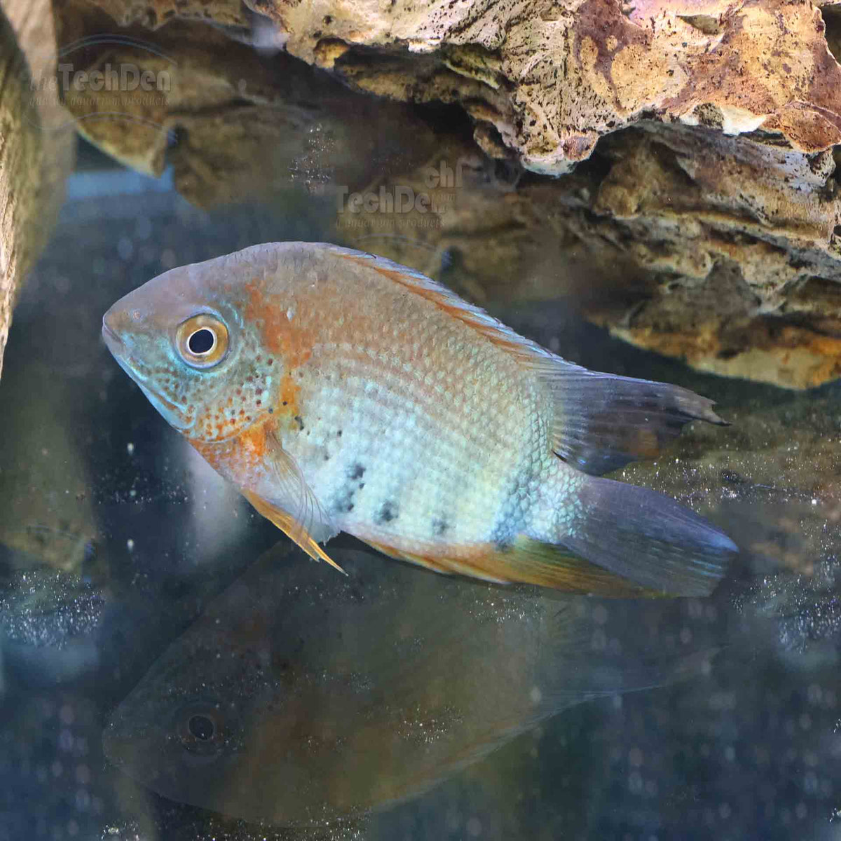 Rotkeil Severum - South American (No Online Purchases)