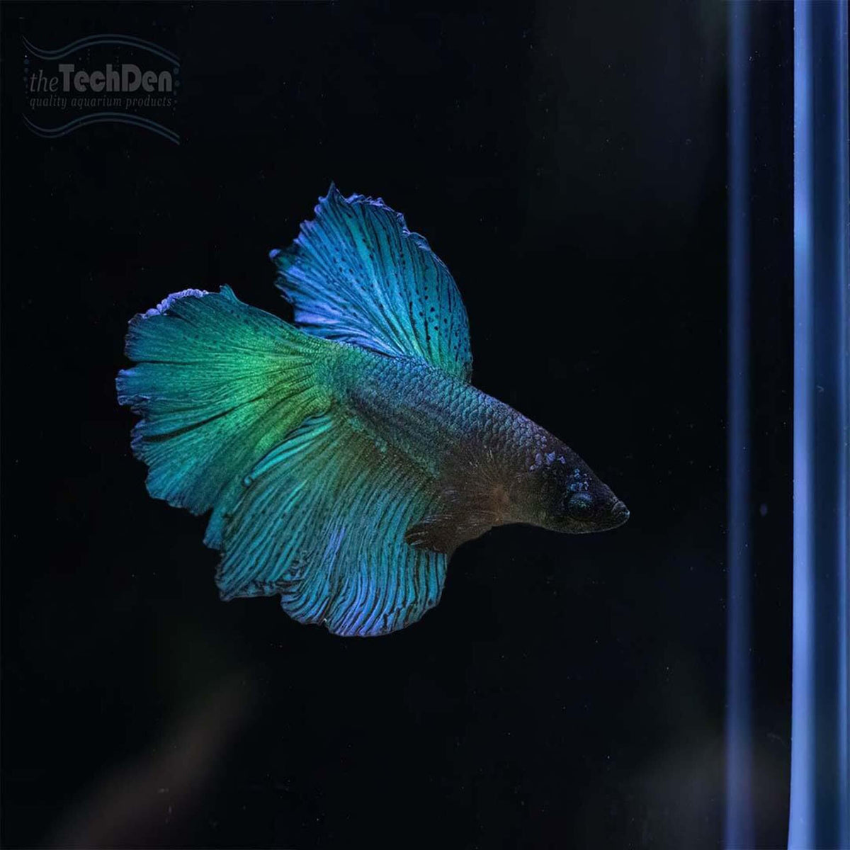 Male Betta $30 - (No Online Purchases)